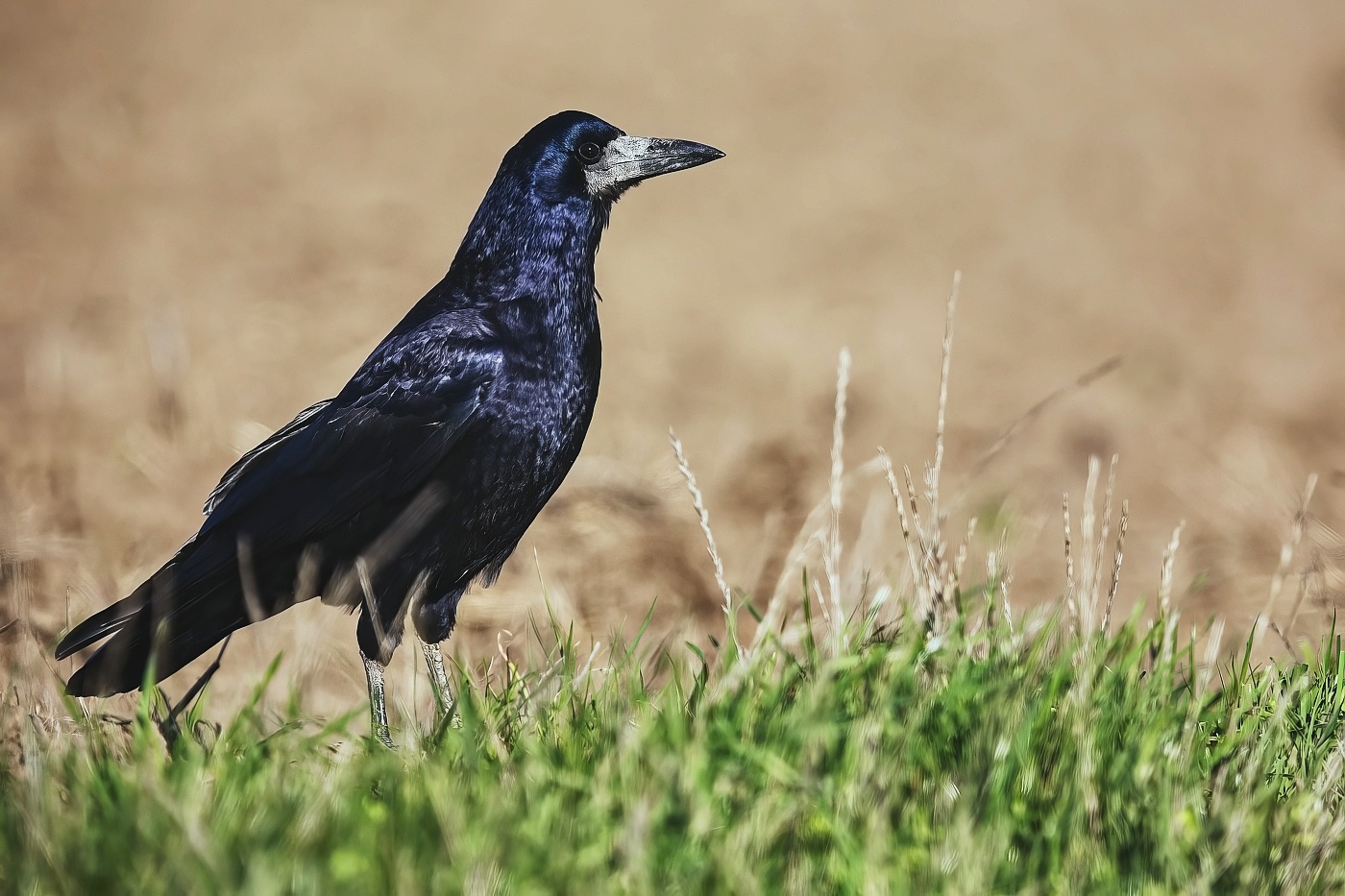 Havran polní  ( Corvus frugilegus )