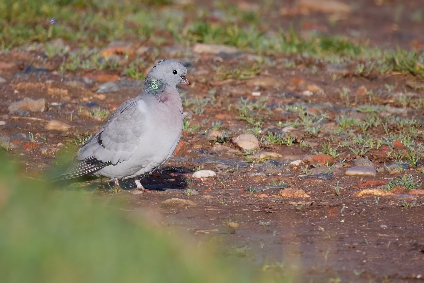 Holub doupňák  ( Columba oenas )