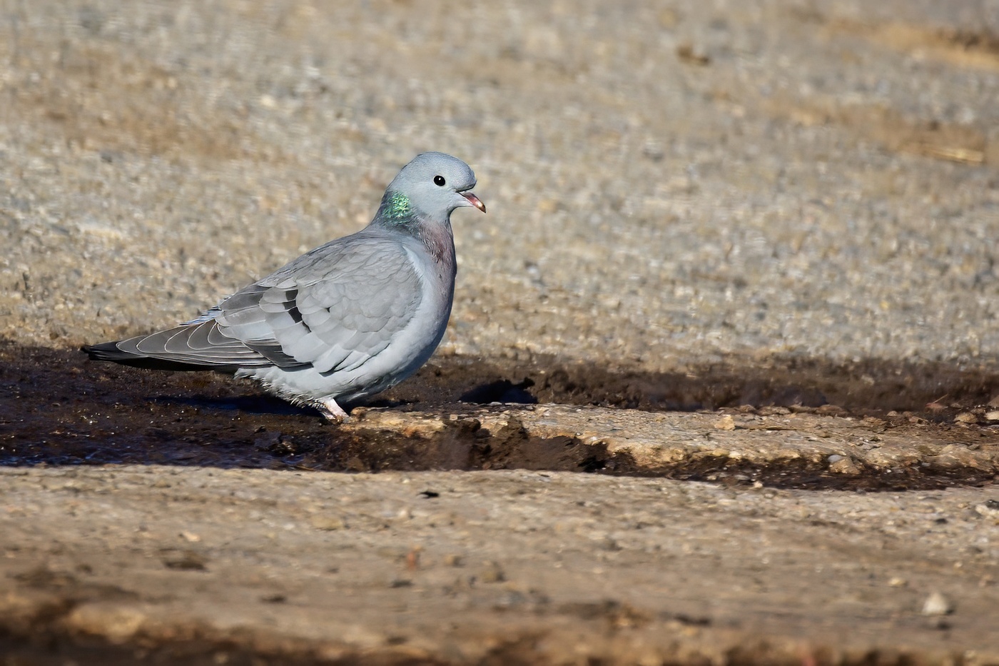 Holub doupňák  ( Columba oenas )