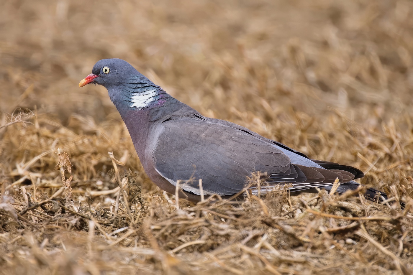 Holub hřivnáč  ( Columba palumbus )