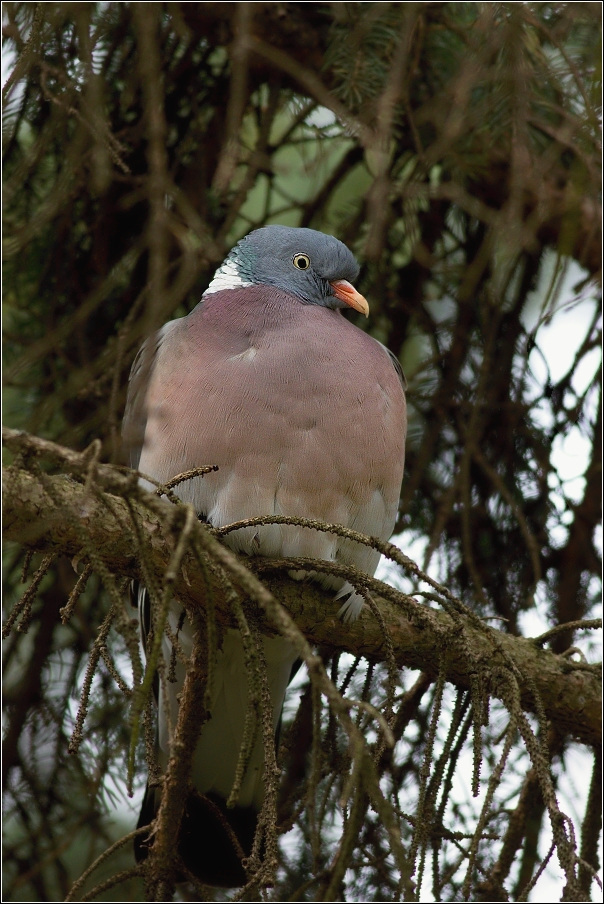 Holub hřivnáč  ( Columba palumbus )