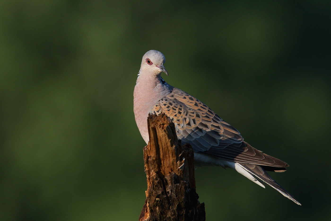 Hrdlička divoká  ( Streptolelia turtur )