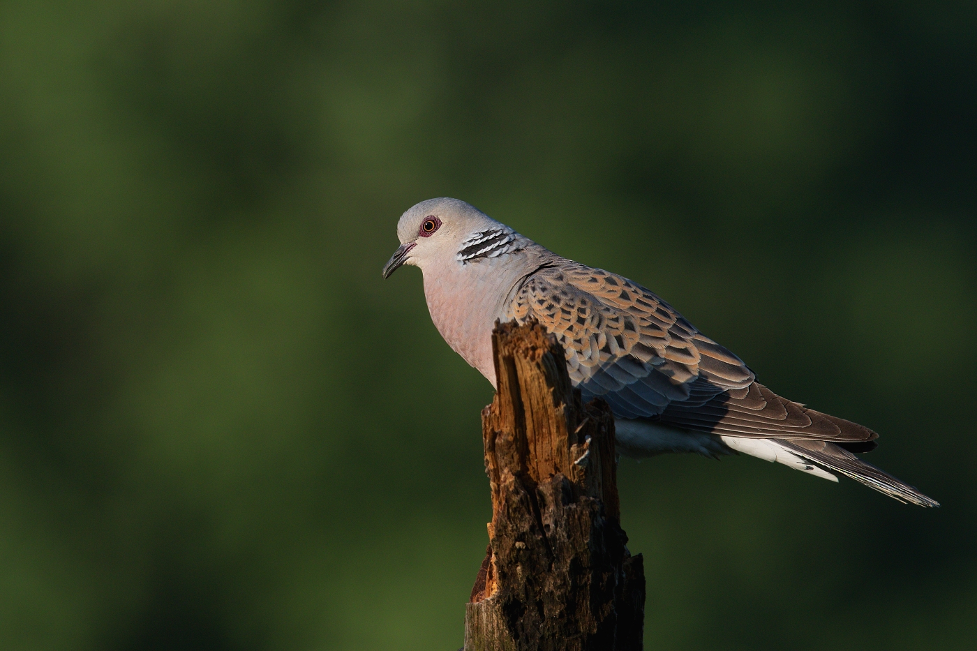 Hrdlička divoká  ( Streptolelia turtur )