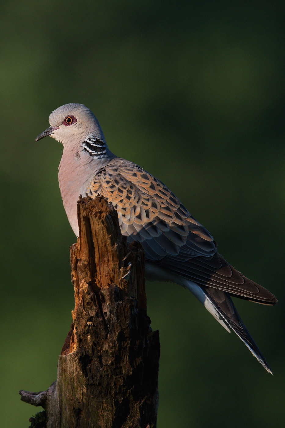 Hrdlička divoká  ( Streptolelia turtur )
