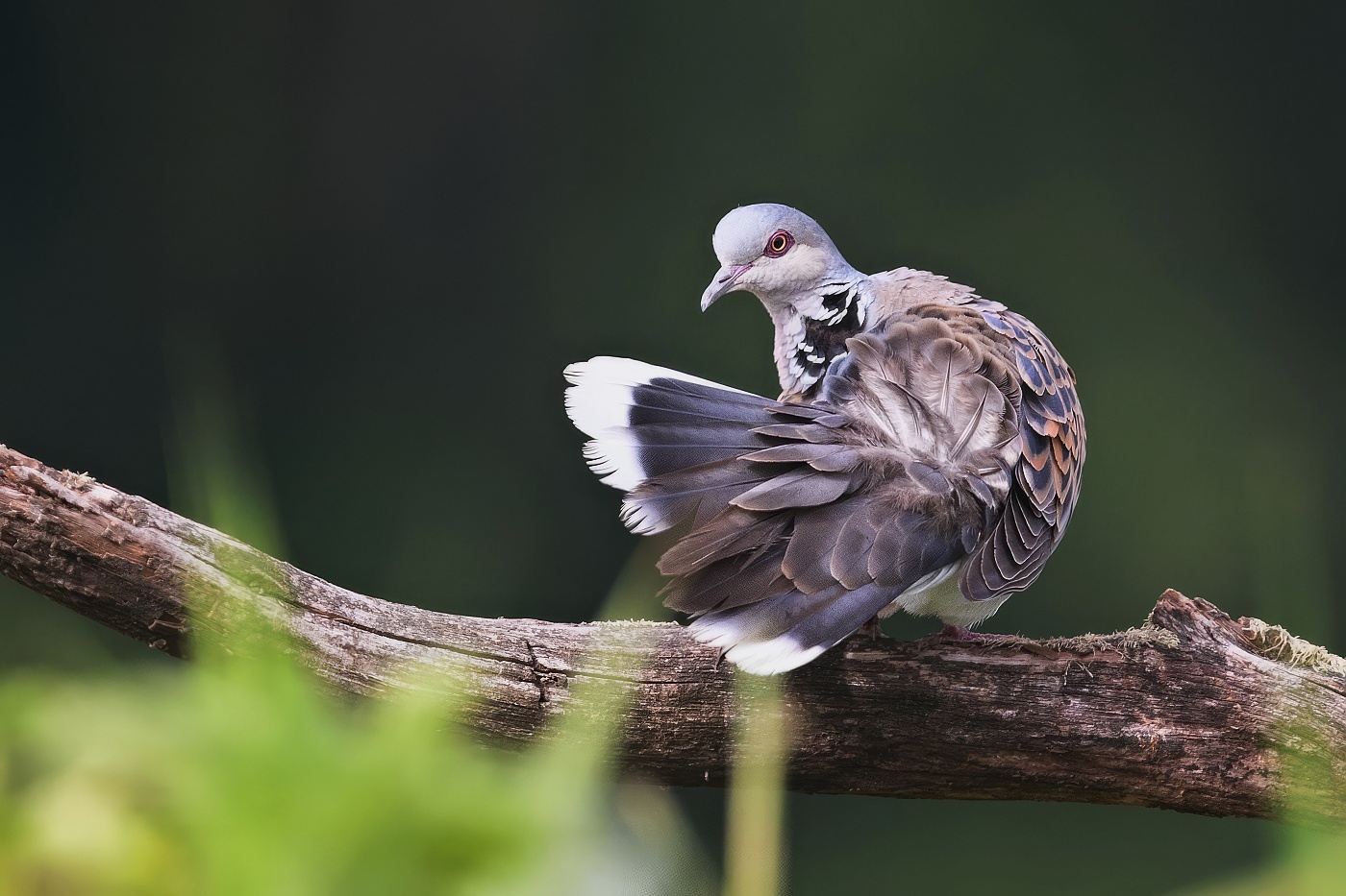 Hrdlička divoká  ( Streptopelia turtur )
