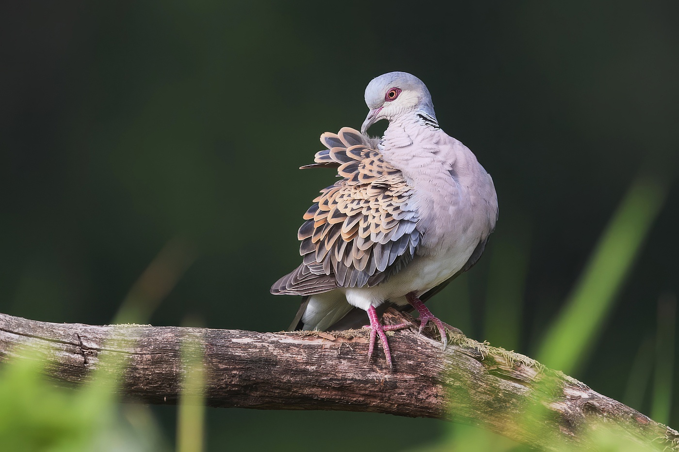 Hrdlička divoká  ( Streptopelia turtur )