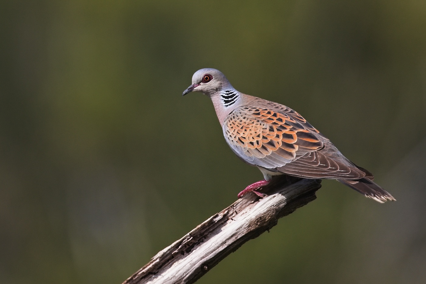 Hrdlička divoká  ( Streptopelia turtur )