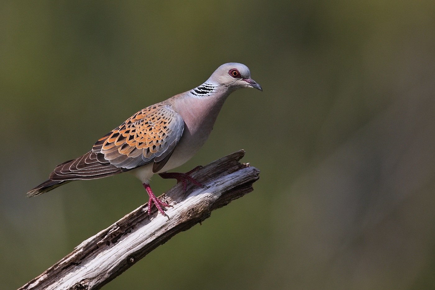 Hrdlička divoká  ( Streptopelia turtur )