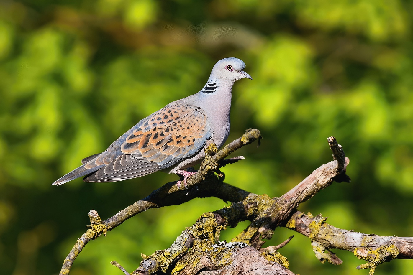 Hrdlička divoká  ( Streptopelia turtur )