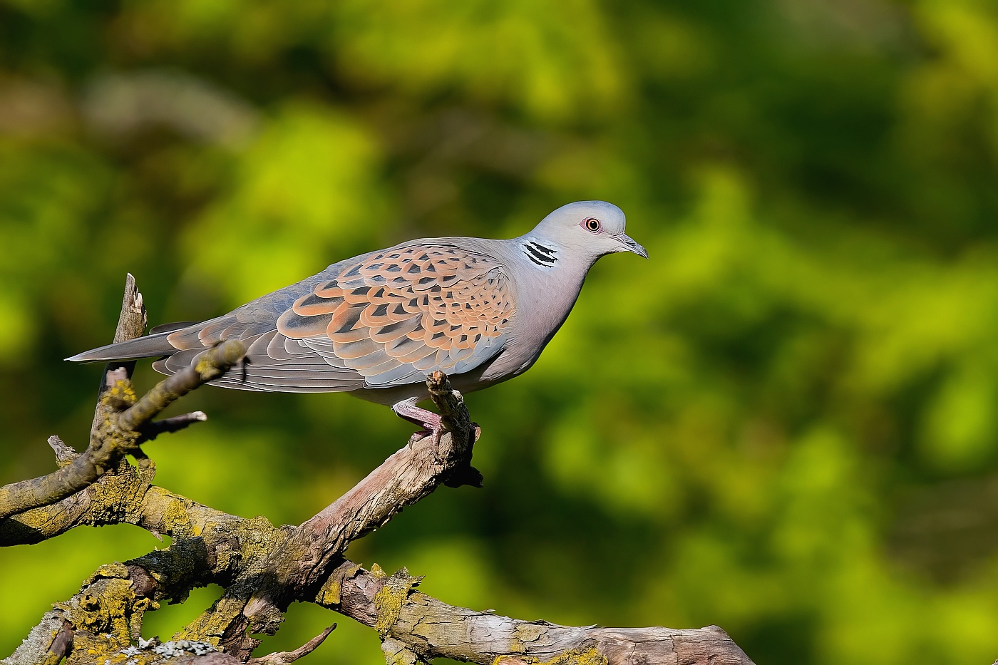 Hrdlička divoká  ( Streptopelia turtur )
