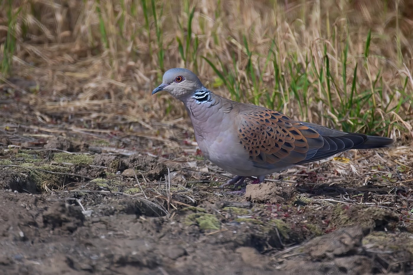 Hrdlička divoká  ( Streptopelia turtur )