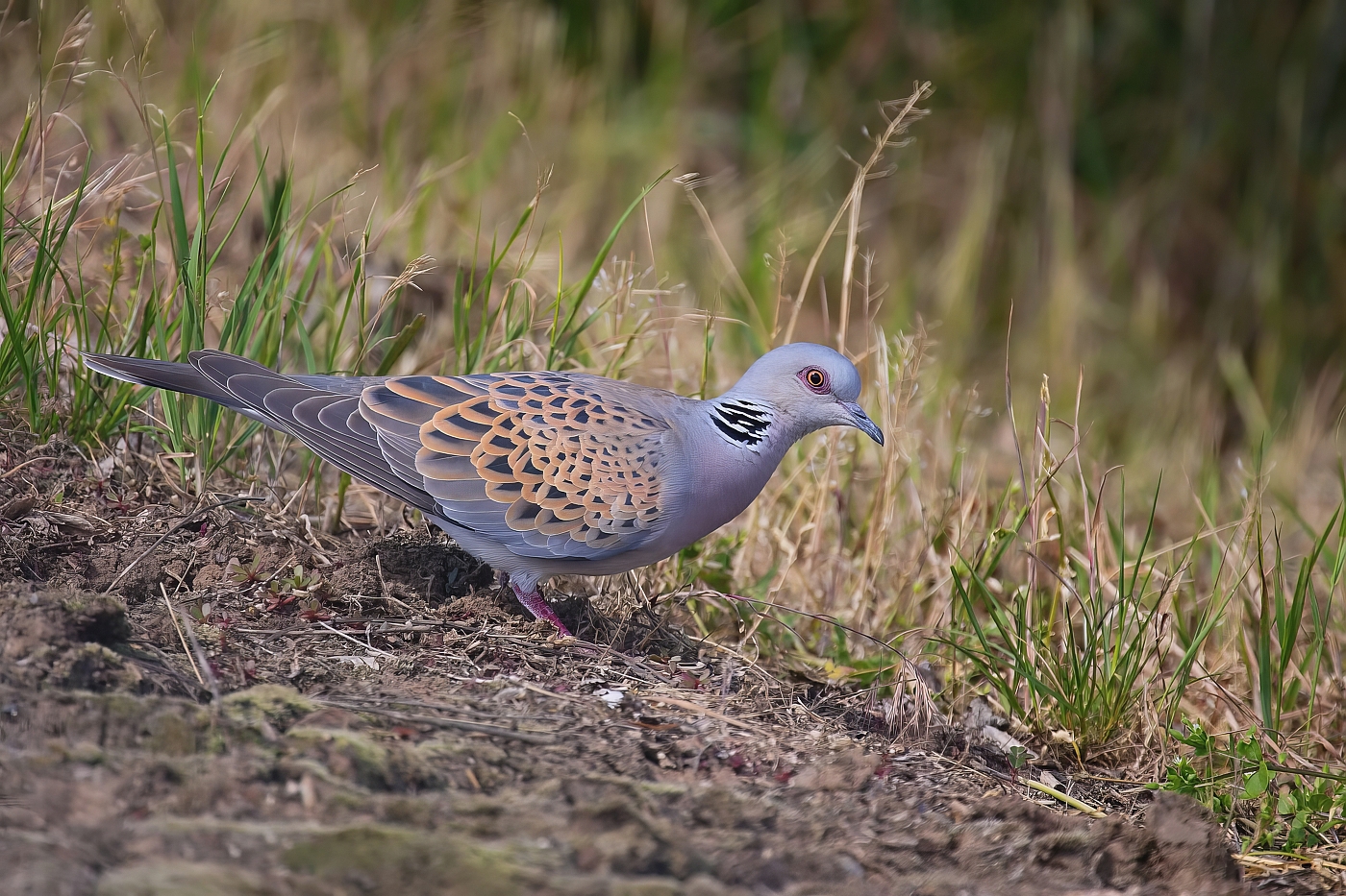 Hrdlička divoká  ( Streptopelia turtur )