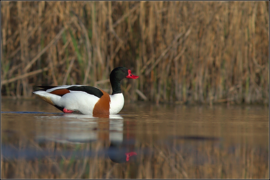 Husice liščí ( Tadorna tadorna )