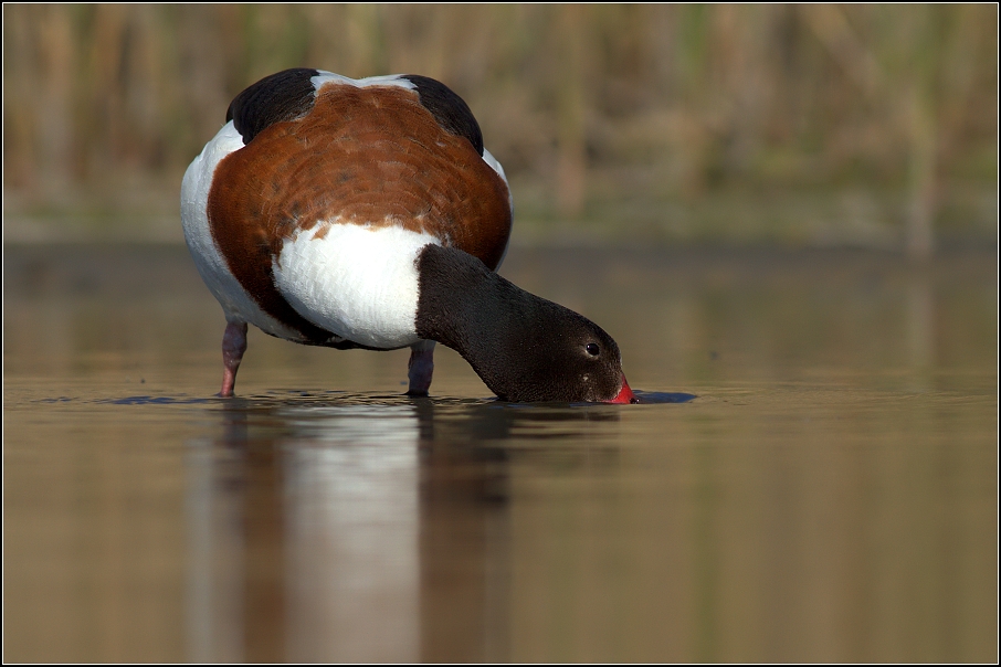 Husice liščí ( Tadorna tadorna )