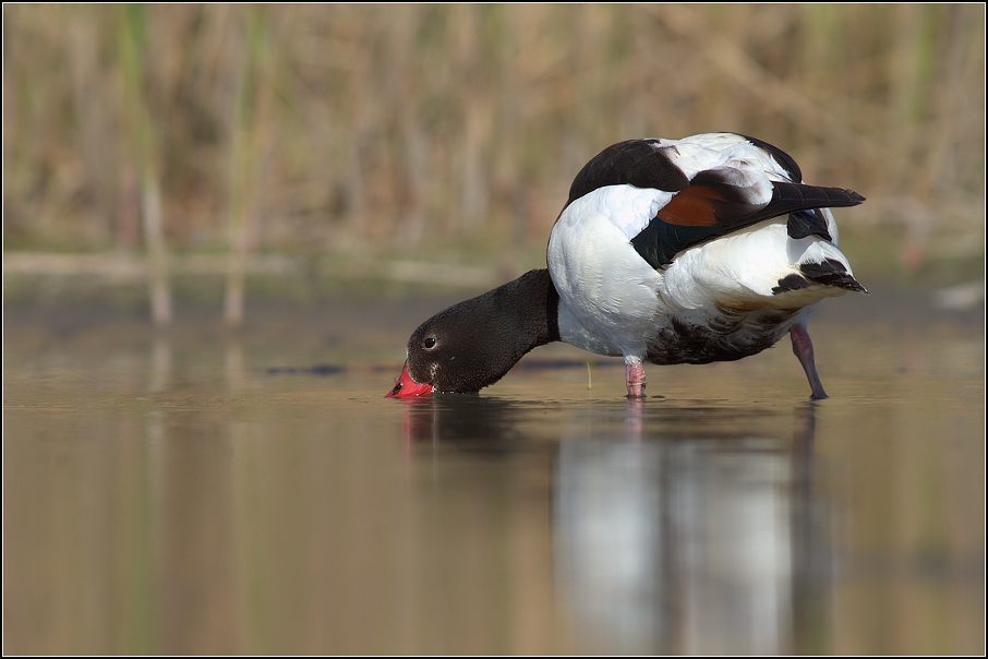 Husice liščí ( Tadorna tadorna )