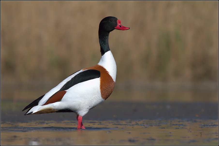 Husice liščí ( Tadorna tadorna )