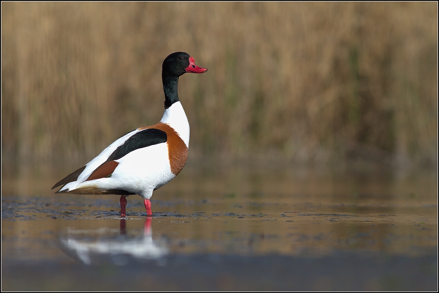 Husice liščí ( Tadorna tadorna )