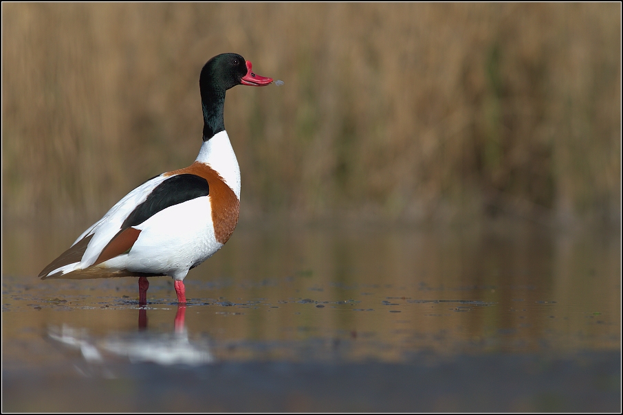 Husice liščí ( Tadorna tadorna )