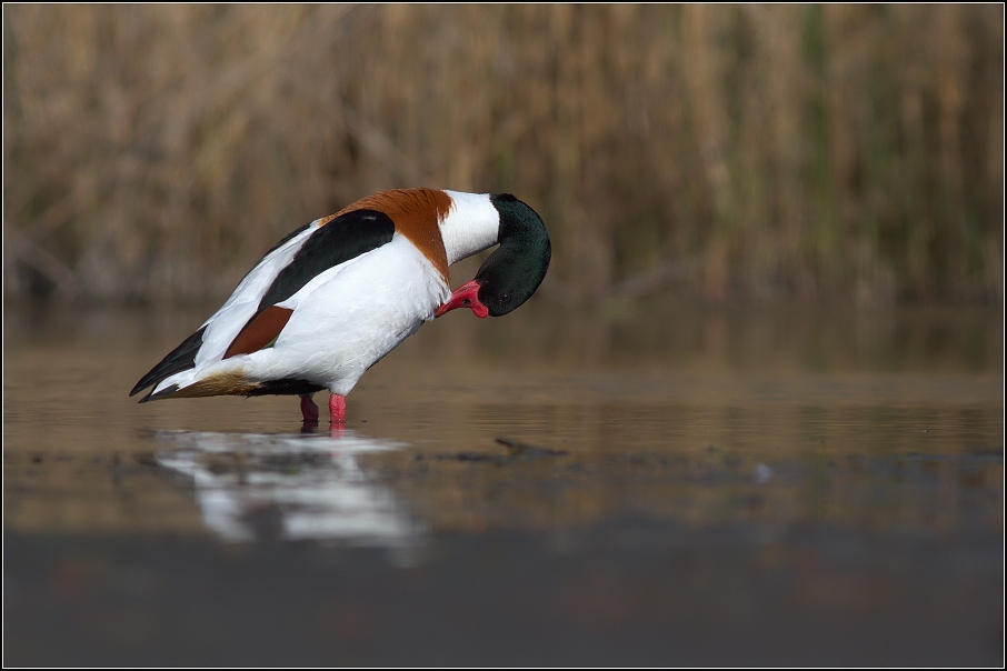 Husice liščí ( Tadorna tadorna )