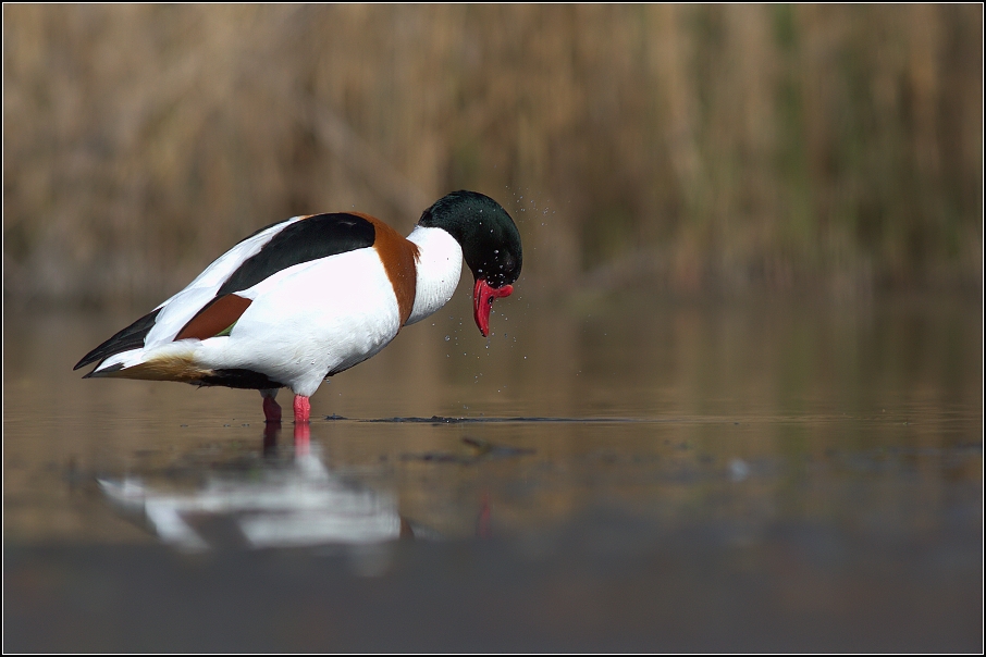 Husice liščí ( Tadorna tadorna )