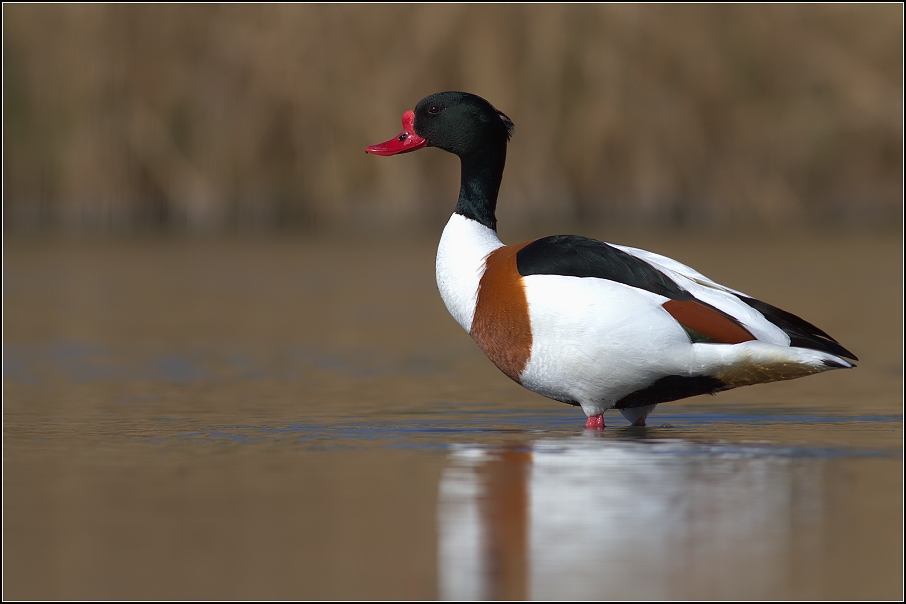 Husice liščí ( Tadorna tadorna )