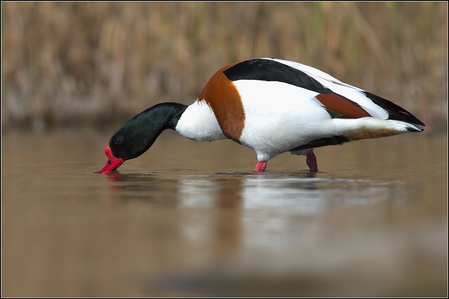 Husice liščí ( Tadorna tadorna )