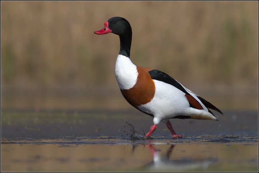 Husice liščí ( Tadorna tadorna )