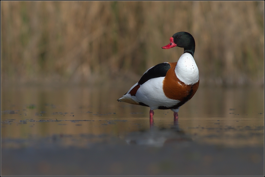 Husice liščí ( Tadorna tadorna )