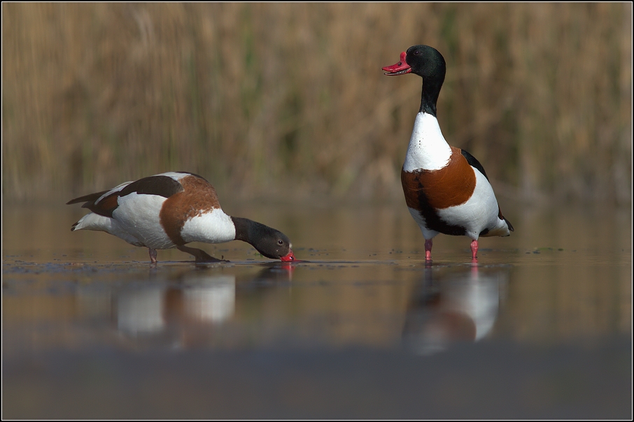 Husice liščí ( Tadorna tadorna )