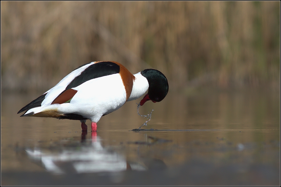 Husice liščí ( Tadorna tadorna )