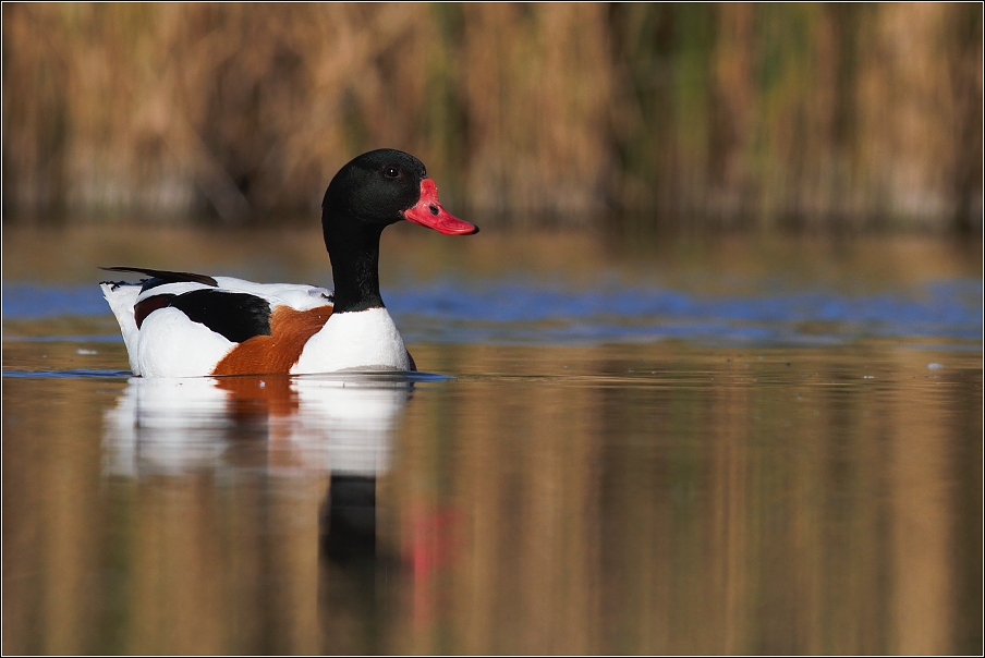 Husice liščí  ( Tadorna tadorna )
