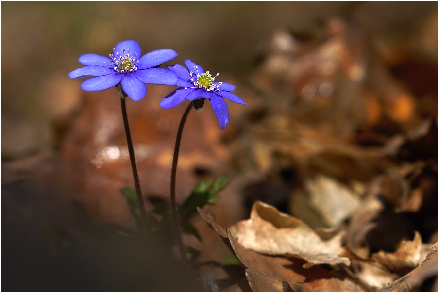 Jaterník podléška  ( Hepatica  nobilis )