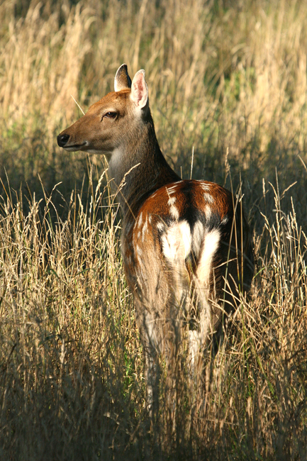 Jelen Dybovského - laň