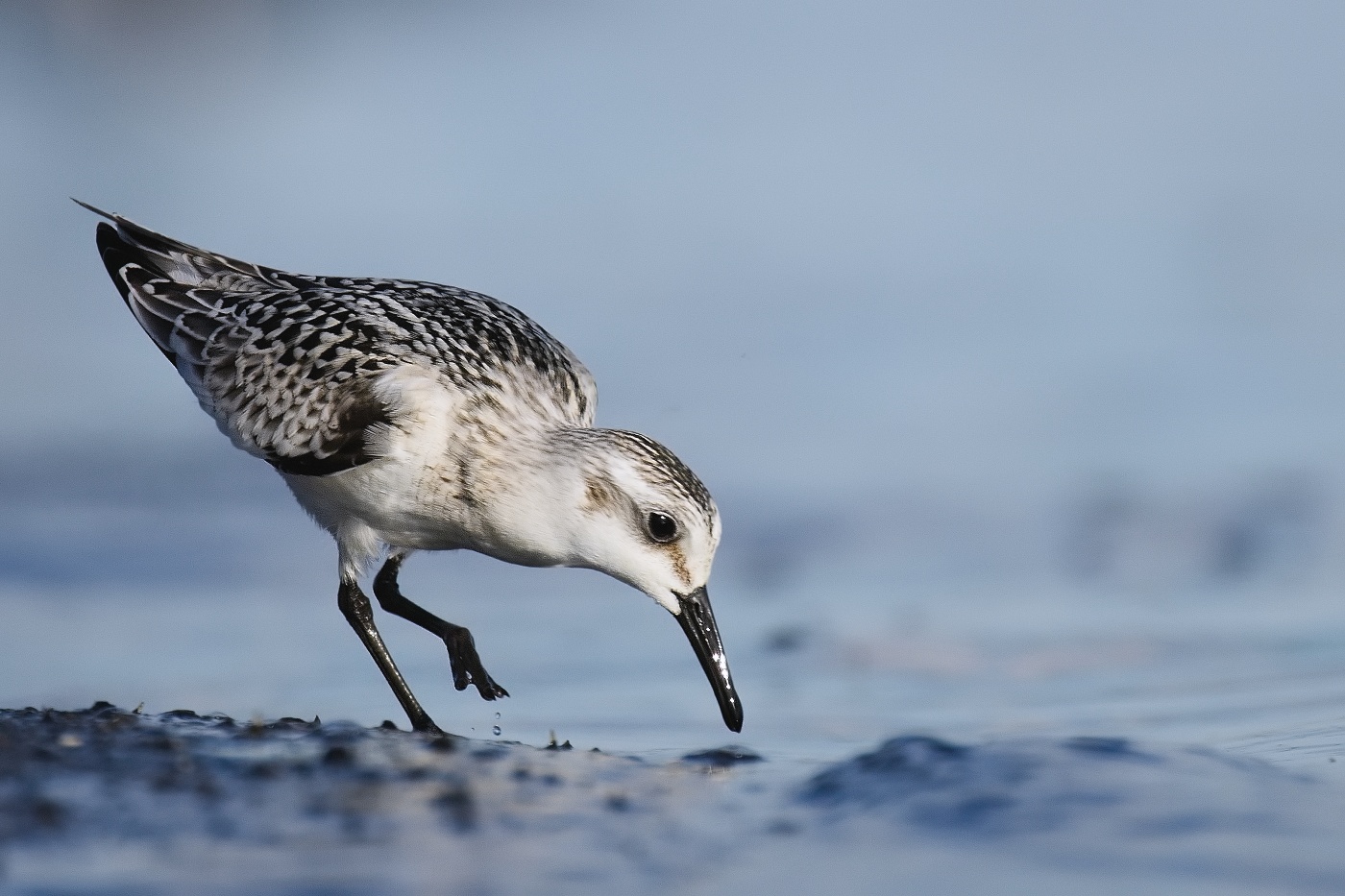 jespák písečný  ( Calidris alba )