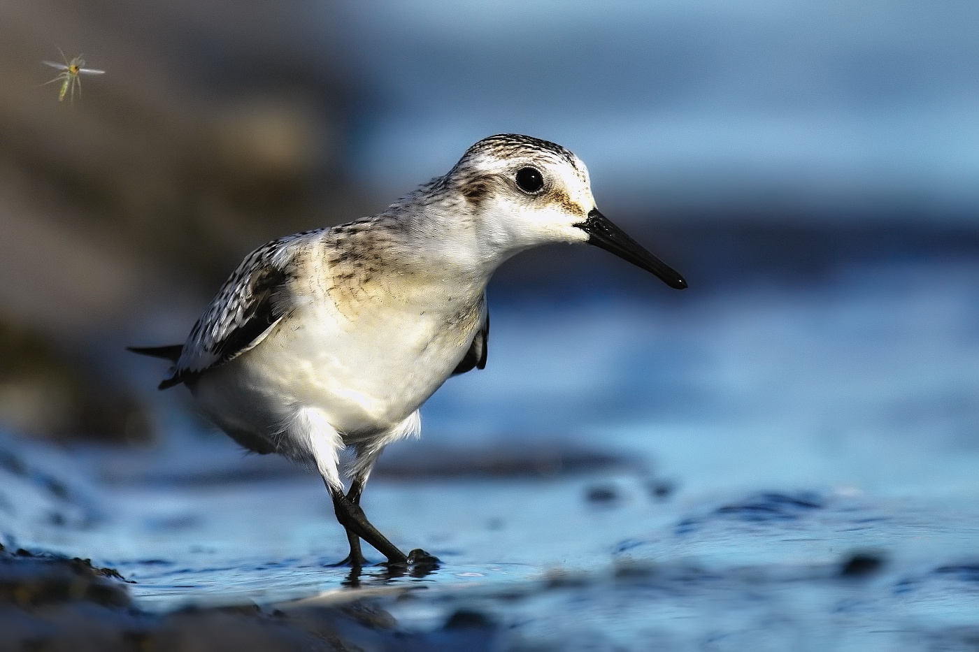 jespák písečný  ( Calidris alba )