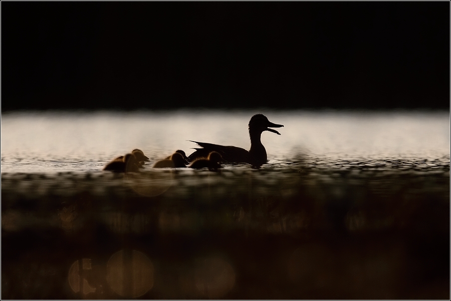 Kachna divoká  ( Anas platxrhynchos )