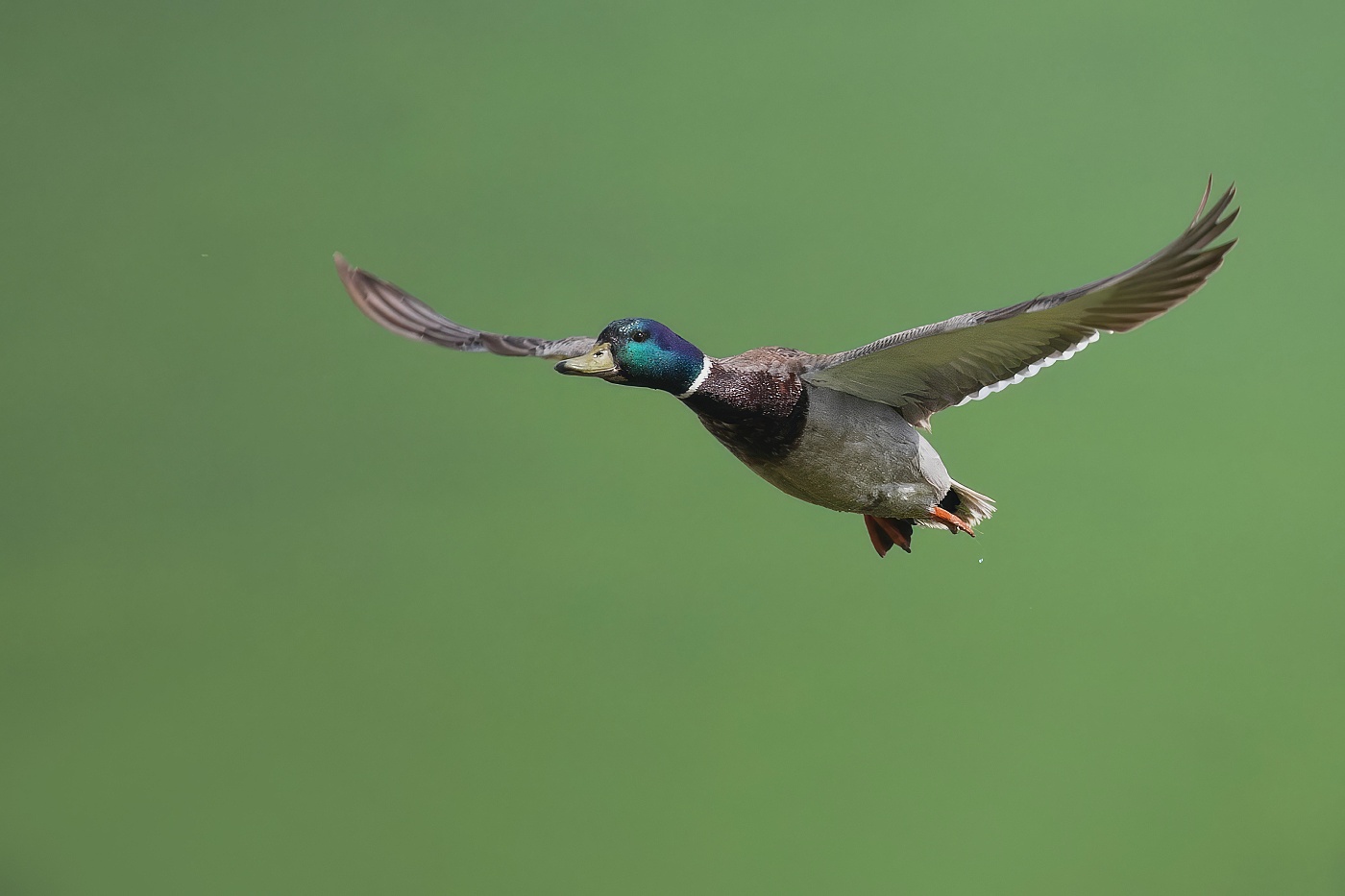 Kachna divoká  (Anas platyrhynchos )