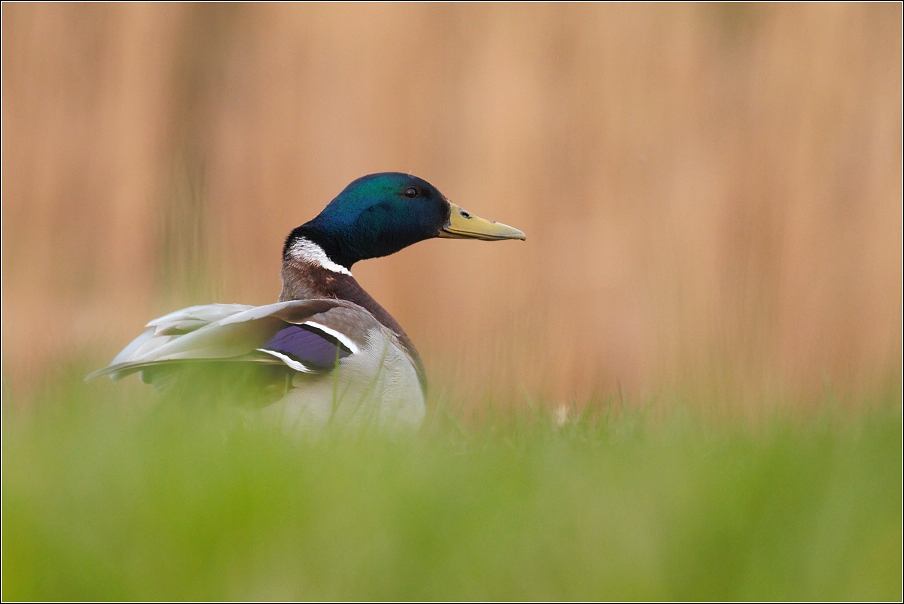 Kachna divoká  ( Anas platyrhynchos )