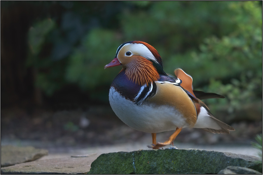 Kachnička mandarinská