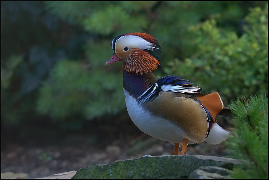 Kachnička mandarinská