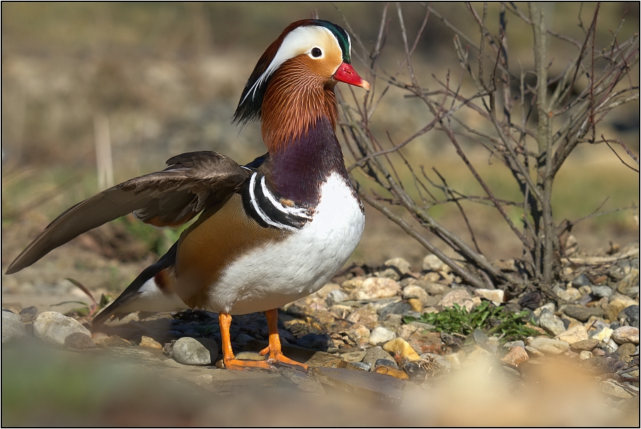 Kachnička mandarinská
