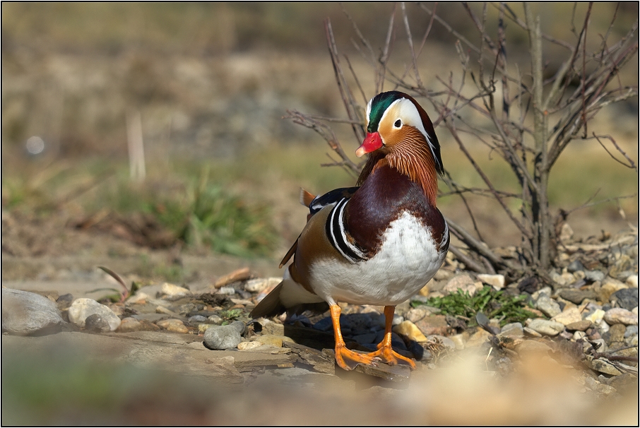 Kachnička mandarinská