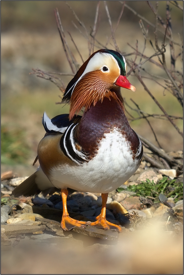 Kachnička mandarinská