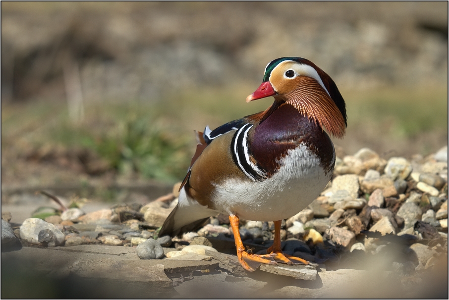 Kachnička mandarinská