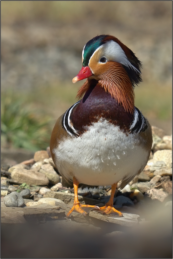 Kachnička mandarinská