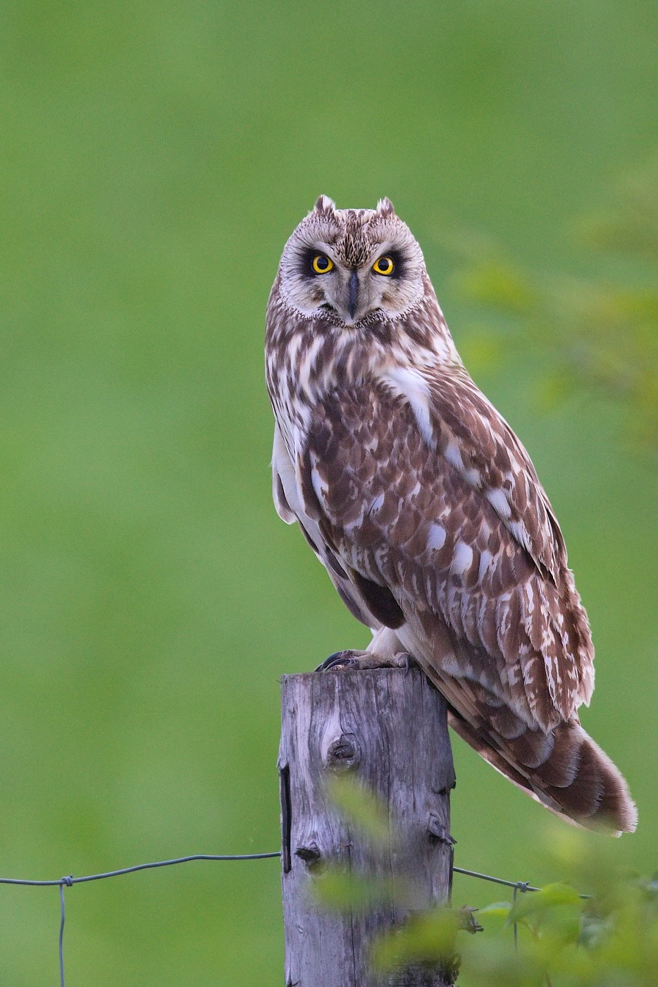 Kalous pustovka  ( Asio flammeus )
