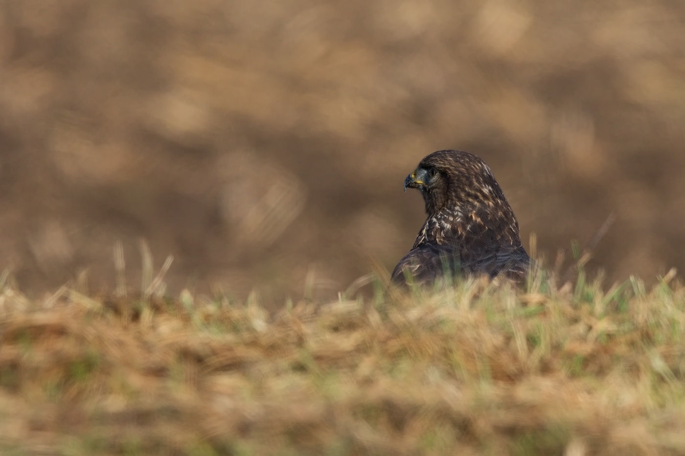 Káně lesní  ( Buteo buteo )