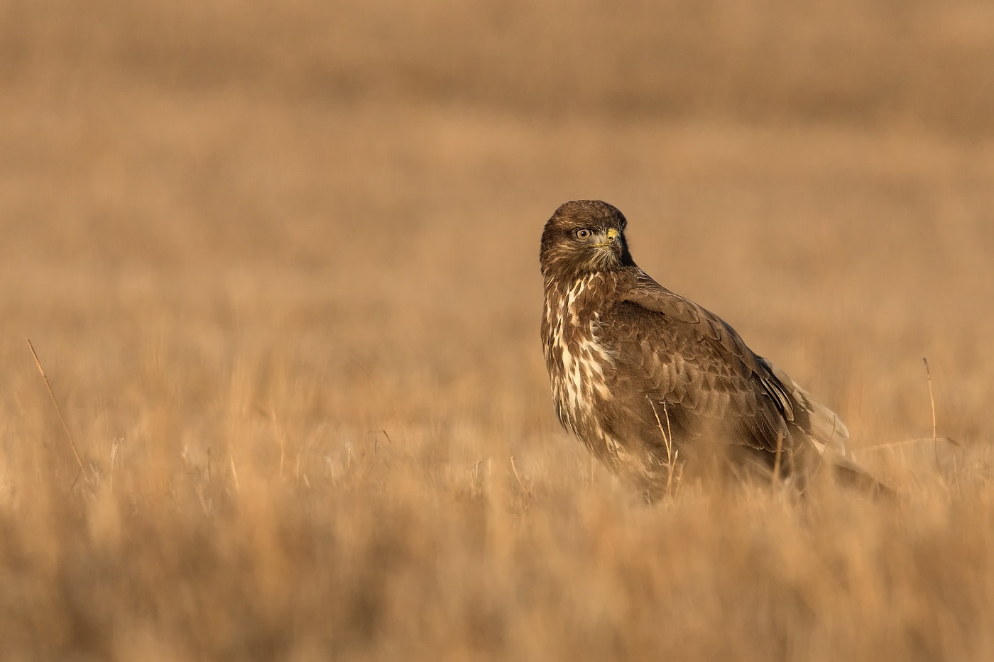Káně lesní  ( Buteo buteo )