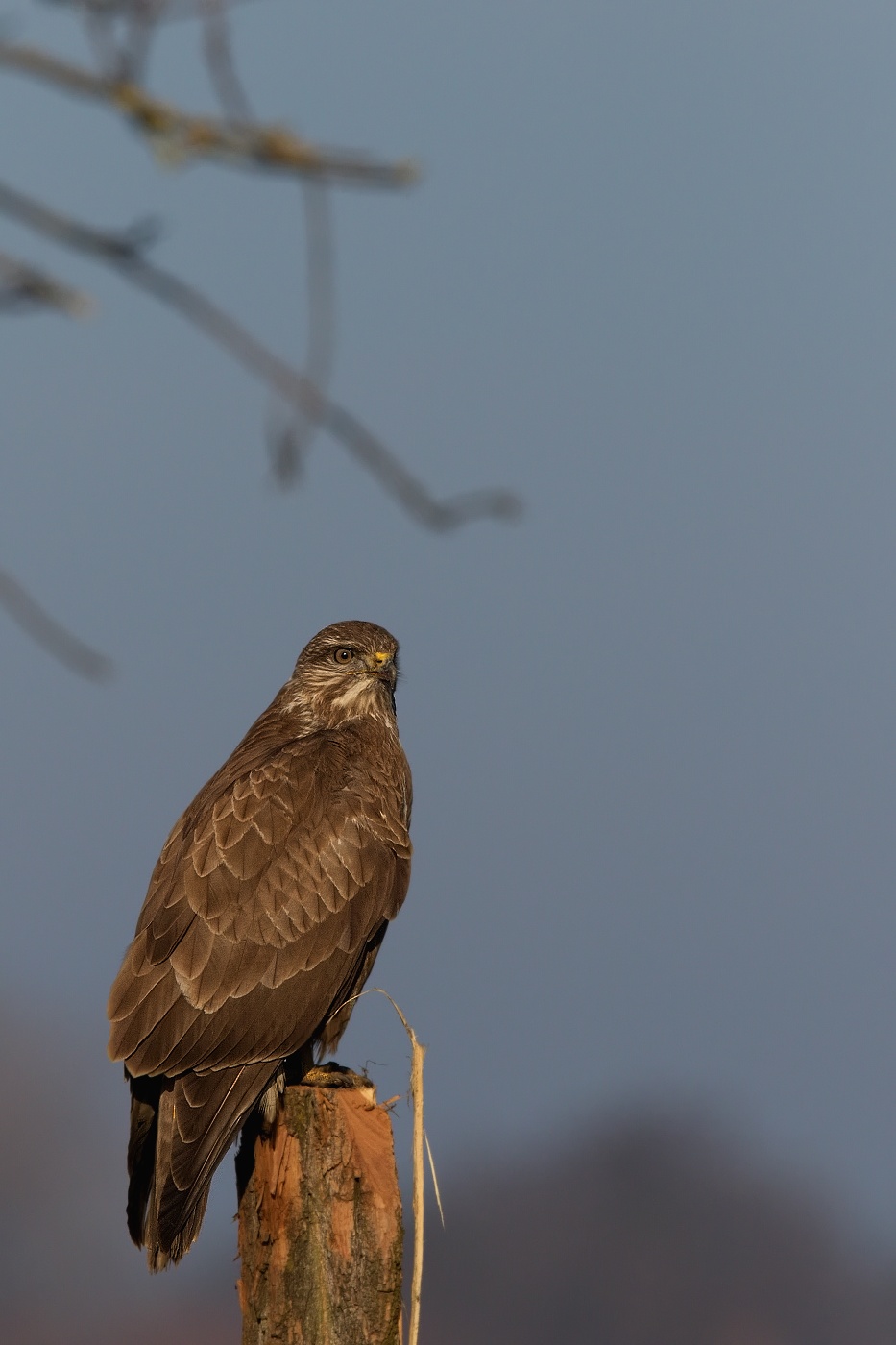 Káně lesní  ( Buteo buteo )