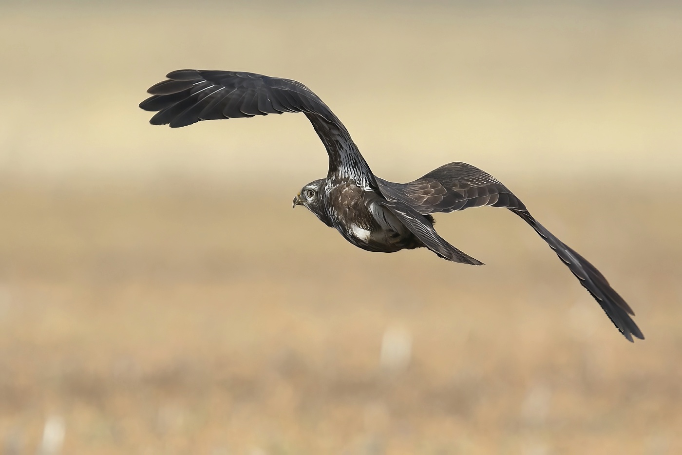 Káně lesní  ( Buteo buteo )
